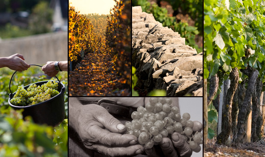 © BIVB / ARMELLEPHOTOGRAPHE.COM / UPEC / IBANEZ A. / JOLY M © BIVB / ARMELLEPHOTOGRAPHE.COM / UPEC / IBANEZ A. / JOLY M