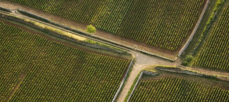 Puligny-Montrachet - Climats du vignoble de Bourgogne 