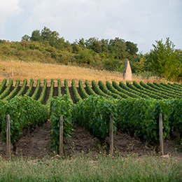 Landscape in the vineyard of the Côte de Chalonnais - © BIVB / Michel Joly Landscape in the vineyard of the Côte de Chalonnais - © BIVB / Michel Joly