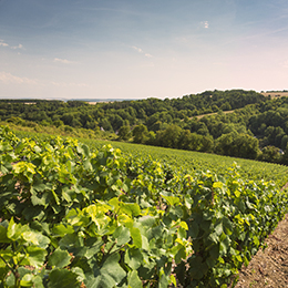 Landscape in the vineyard region of Chatillonnais - © BIVB / Aurélien Ibanez Landscape in the vineyard region of Chatillonnais - © BIVB / Aurélien Ibanez