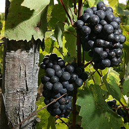 Grape of Gamay - © BIVB / Daniel Gilet Grape of Gamay - © BIVB / Daniel Gilet