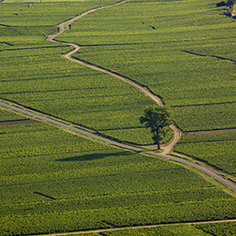 Landscape in the vineyard of Côte de Beaune - © BIVB / Aurélien Ibanez Landscape in the vineyard of Côte de Beaune - © BIVB / Aurélien Ibanez