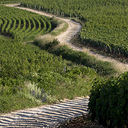 Road in the Côte de Nuits vineyard - © BIVB / Jean-Louis Bernuy Road in the Côte de Nuits vineyard - © BIVB / Jean-Louis Bernuy