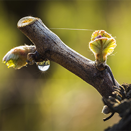 Vine branch in Bourgogne - © BIVB / Aurélien Ibanez Vine branch in Bourgogne - © BIVB / Aurélien Ibanez