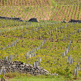 Climat "Le Clos" - Pouilly-Fuissé vineyard - © BIVB / Michel Joly Climat "Le Clos" - Pouilly-Fuissé vineyard - © BIVB / Michel Joly