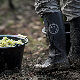 Harvest in Burgundy - © BIVB / Michel Joly Harvest in Burgundy - © BIVB / Michel Joly