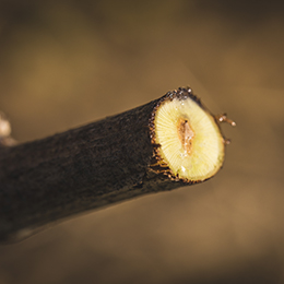 © BIVB / BERNUY J.L.Pruning and burning cane © BIVB / BERNUY J.L.Pruning and burning cane