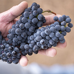 Grape of Pinot Noir Grape of Pinot Noir