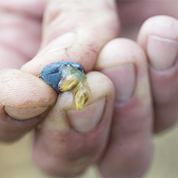 Grape berry of Pinot Noir Grape berry of Pinot Noir