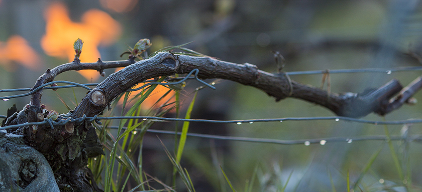 © BIVB / Aurélien Ibanez