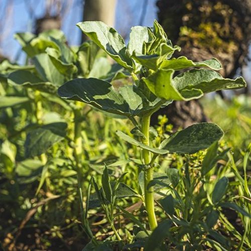 © BIVB / Aurélien Ibanez