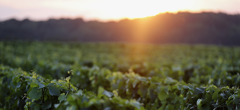 © BIVB / www.armellephotographe.com