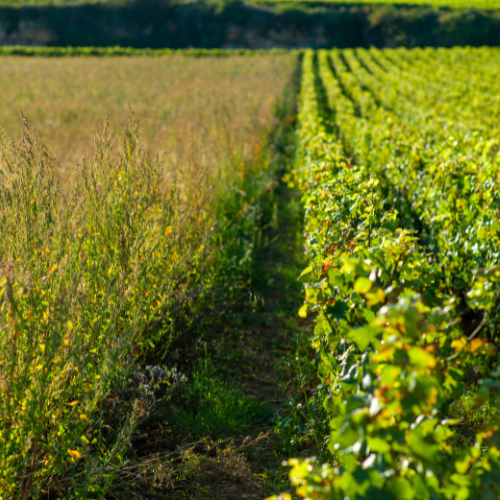 © BIVB / Michel Baudoin