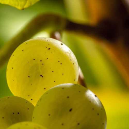 © BIVB / Etienne Ramousse