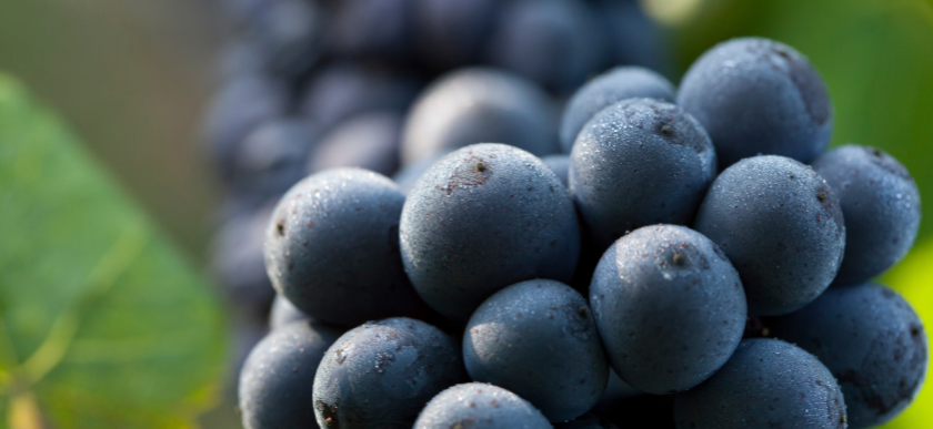 © BIVB / Aurélien Ibanez